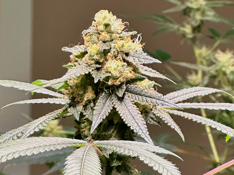 Cannabis Museum Amsterdam - Plants
